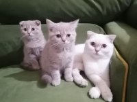 3 kedimiz birden sahiplendirilecektir