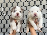 MAVİ GÖZLÜ MUHTEŞEM HUSKY YAVRULARI