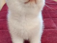 Çok tatlı british shorthair yavrularımız