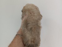 Morkie yavrumuz 1,5 aylık