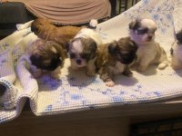 Safkan Rengarenk Shih Tzu Bebeklerimiz