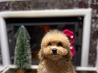 SEVİMLİ MALTİPOO YAVRULARIMIZ