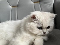 British longhair kedimiz