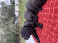 MÜKEMMEL CANE CORSO