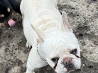 2 yaşında blue cream dişi kızanı yakın french bulldog
