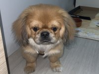 Pekinez Şekerlik