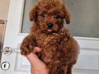 KORE ERKEK POODLE YAVRUMUZ
