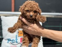 Petmode köpek çiftliğinde ziyarete açık kore maltipoo