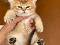 Saf kan Golden Egzotik British Shorthair