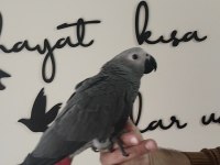 Full Evcil Papağan Çeşitlerimiz Sizleri EvcilPet54