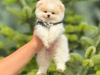 Pomeranian köpeği bebeklerimiz