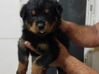 Orijinal rottweiler bebekler