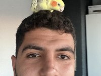 5 aylık ele alışkın sultan papağanı kafes dahil