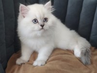 British longhair full şecereli babanın yavruları