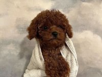 Orijinal Toy Poodle Yavrularımız