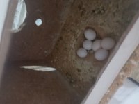 6 yumurtalı muhabbet kuşu çifti