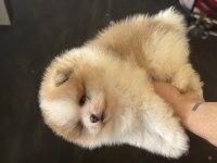 PANDA YAVRU POMERANİAN BEBEK