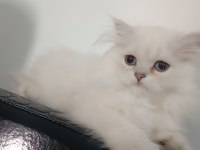 3 aylık maviş dişi british longhair