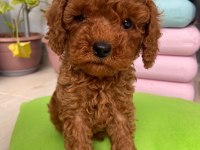 TOY POODLE 3 AYLIK YAVRULAR