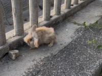 2 yaşında suriye tavşanı