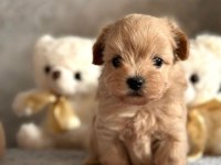 SON KALAN TOY POODLE KALİTESİNDE MALTİPOO YAVRUM