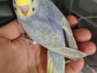 Yavru rainbow muhabbet kuşlar