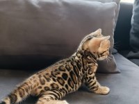 WCF Show Class Bengal bebekler