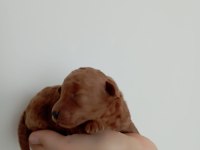 Toy poodle yavrumuz