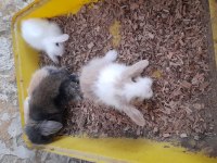 Hollanda lop tavşan yavrusu