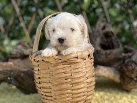 Kar Beyaz Irk Garantili Maltese Terrier Yavrular