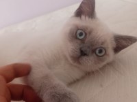 Güzel british shorthair bebeğe yuva arıyoruz