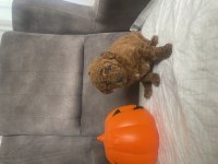 MİNİ BOY TOY POODLE KIZIMIZ