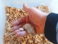 Üreticiden gonzales hamster
