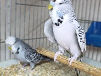 Takım muhabbet kuşları