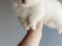 Pomeranian yavrumuz yuvasına gitmeye hazır
