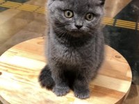 Sevimli British Shorthair