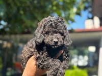 Irk ve sağlık garantili poodle yavrular