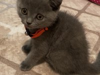 70 günlük British yavru dişi kedi