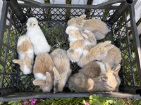 Hollanda Lop Tavşan