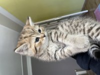 British shorthair kedimiz