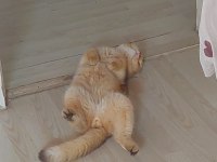 Scottish fold 1.3 yaşında