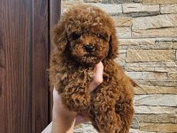 Toy Poodle Yavru | Veteriner Kontrollü