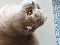 2 yaşında sağlıklı cipli scottish fold