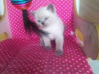 Teslime hazır british shorthair yavrularım