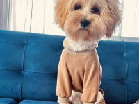 Terrier malta