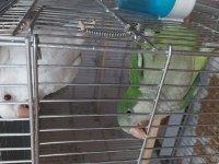 Albino ve yeşil monk 5 aylık