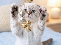 Mavi gözlü yavru scottish fold
