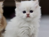 SAFKAN CANA YAKIN SOSYAL BRİTİSH LONGHAİR BEBEKLER