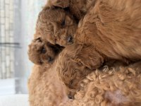 Minik toy poodle bebeklerim