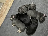 Erkek ve dişi french bulldog yavruları